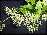mikania-micrantha-flowers-160